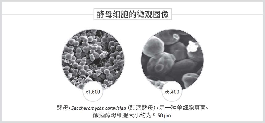 啤酒酵母的微观世界