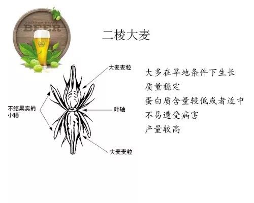 二棱大麦特点